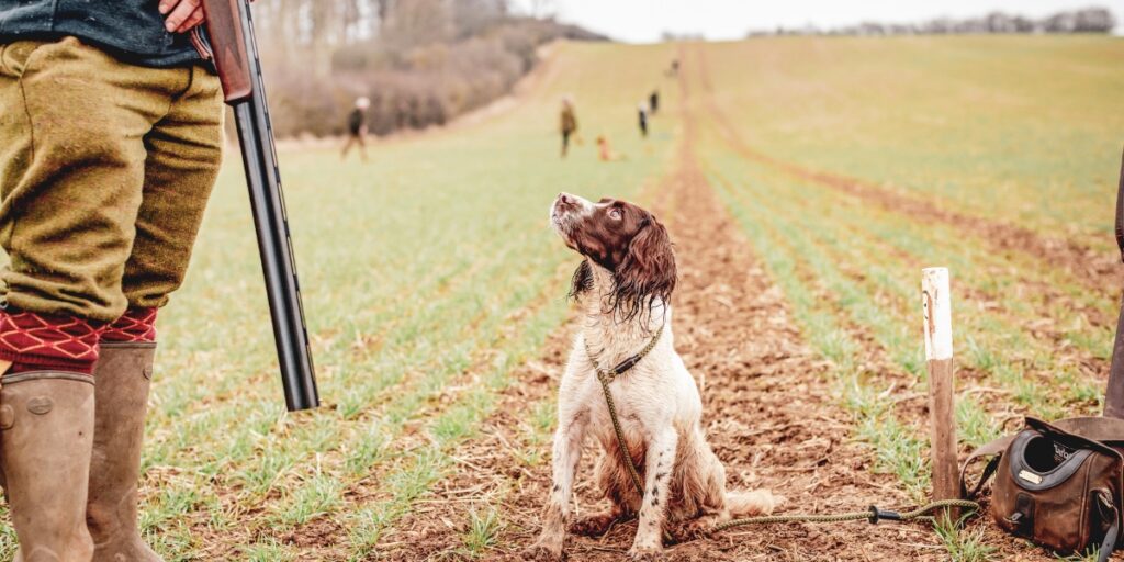 Gundog on peg