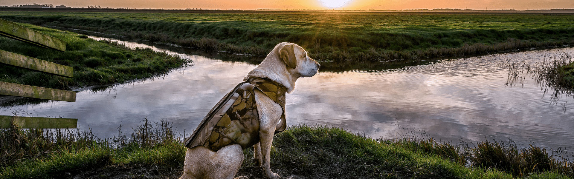 A Labrador sat next to water