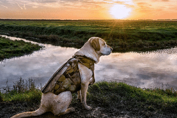 A Labrador sat next to water