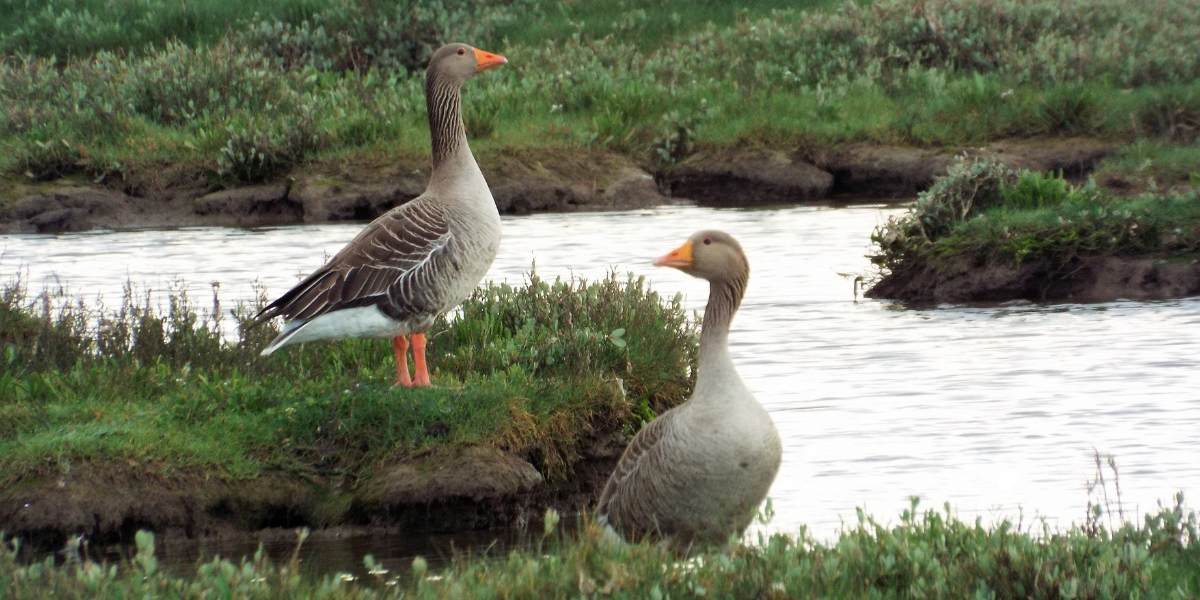 greylag
