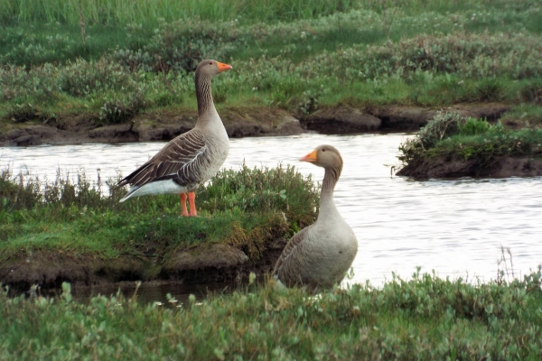 greylag geese