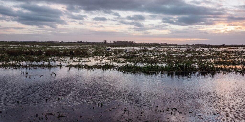 Fenland wildfowlers