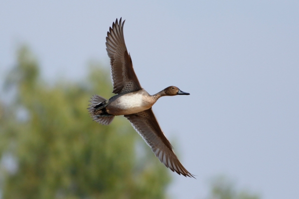 Pintail