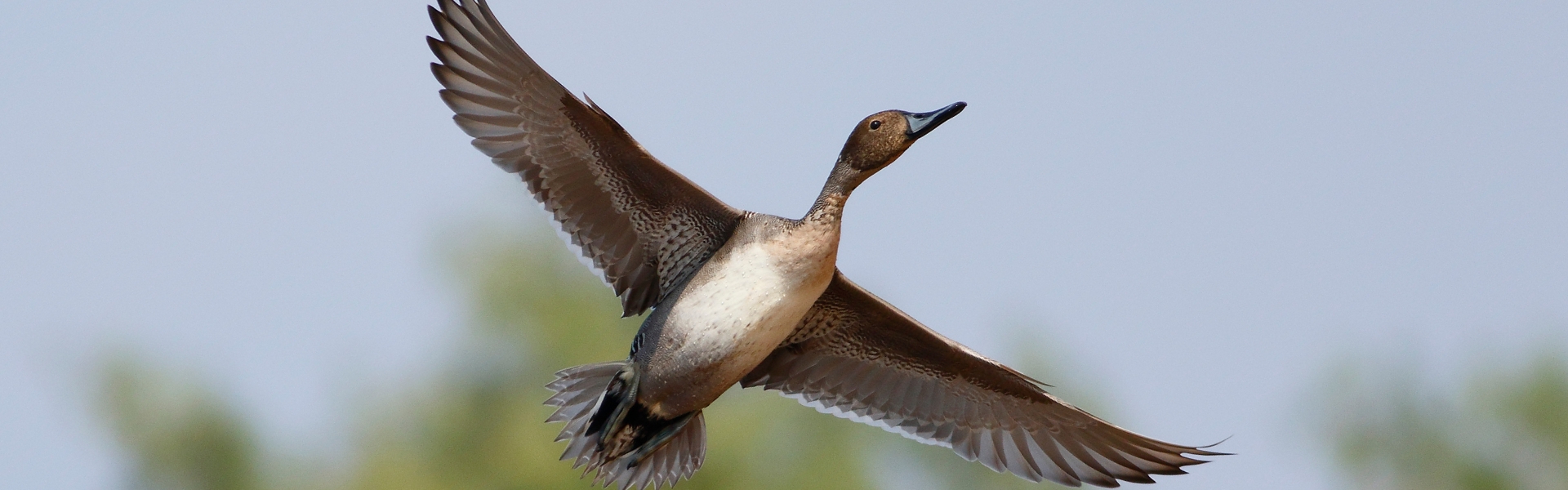 pintail in flight