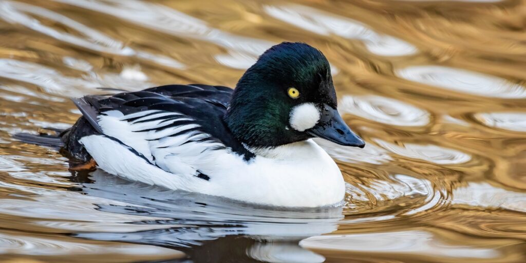 goldeneye