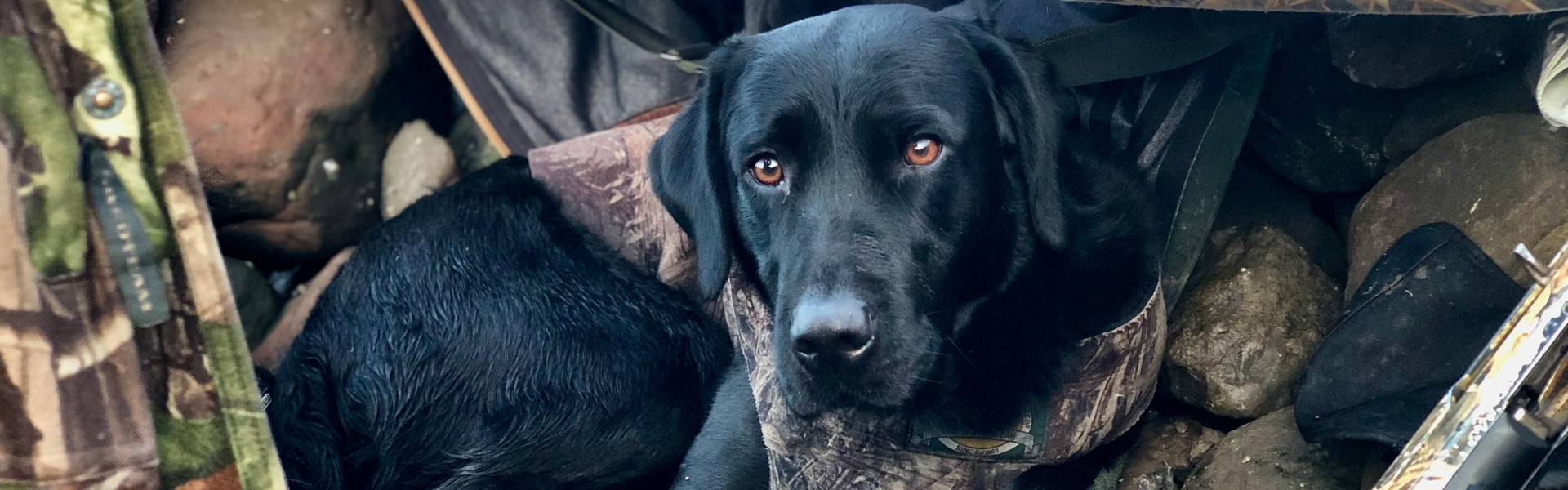 wildfowling dog