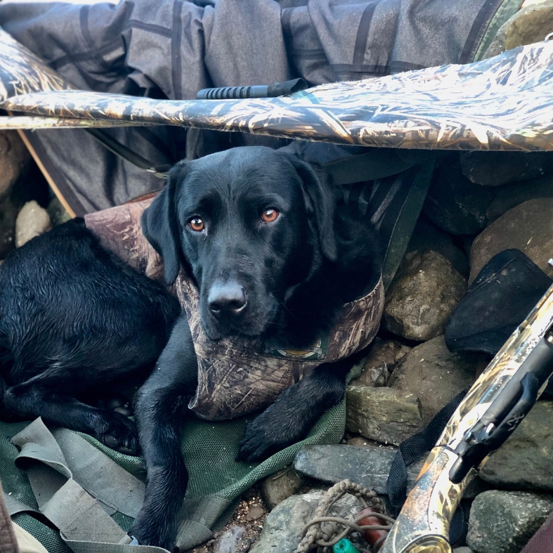 wildfowling dog
