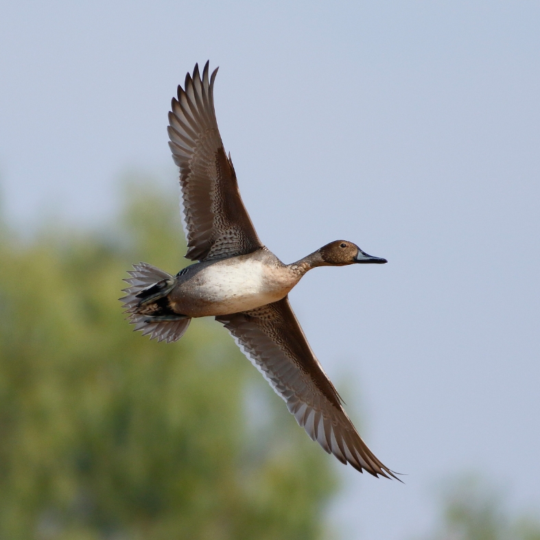 Pintail in flight