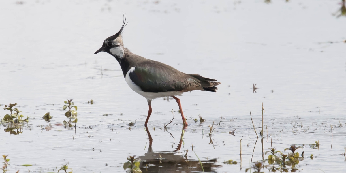 lapwing