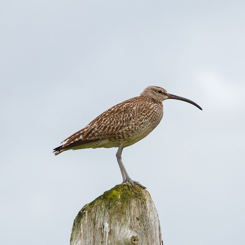 A curlew standing on a wooden post