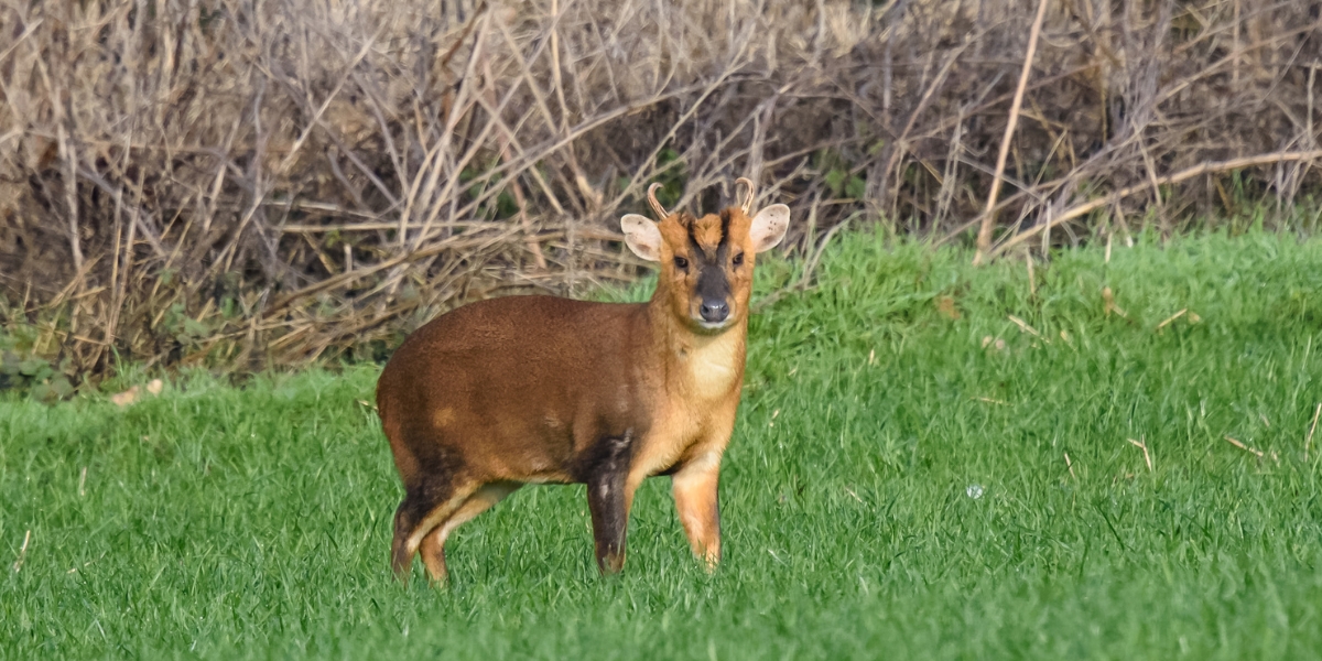 muntjac