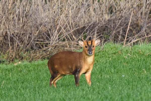 muntjac