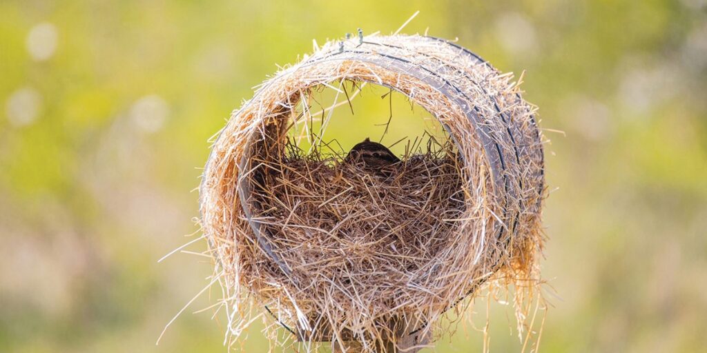 duck in nest tube