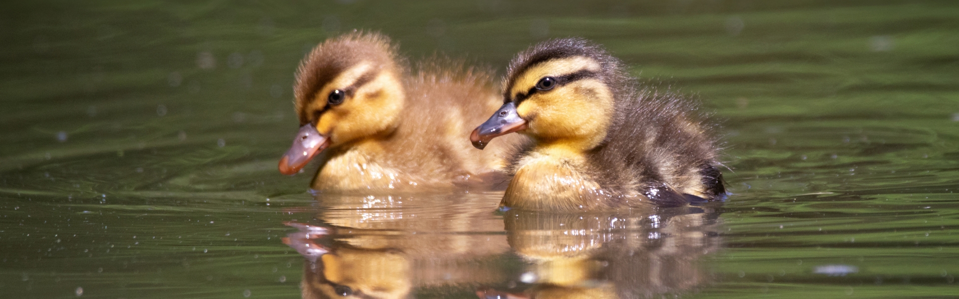 ducklings