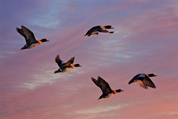 Eurasian wigeon flying