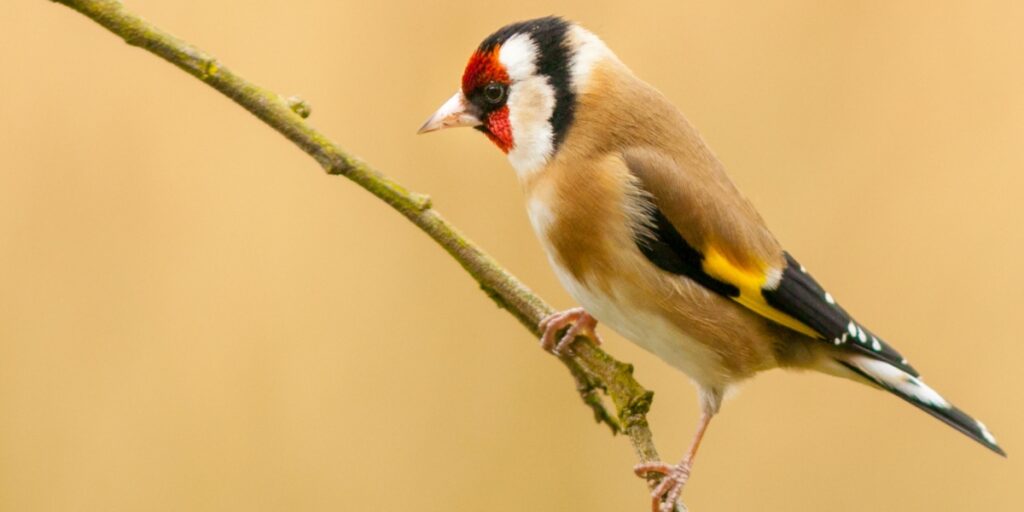 goldfinch