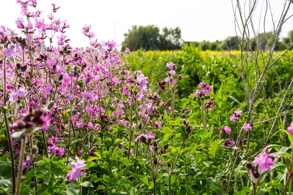 cover crops