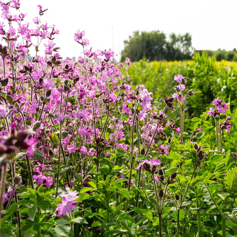 cover crops