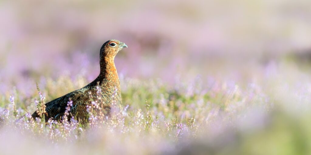 Grouse