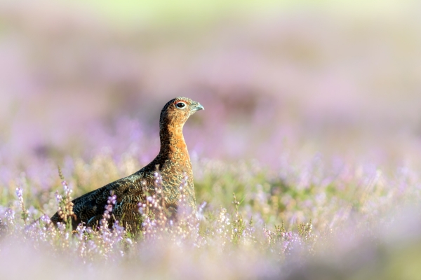 grouse in heather
