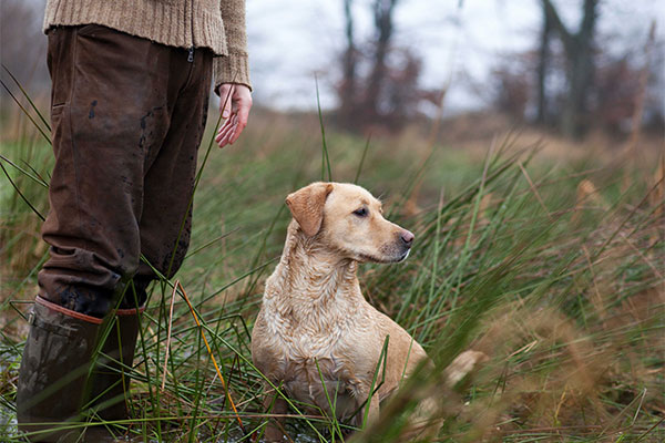 A Labrador puppy sat in grass