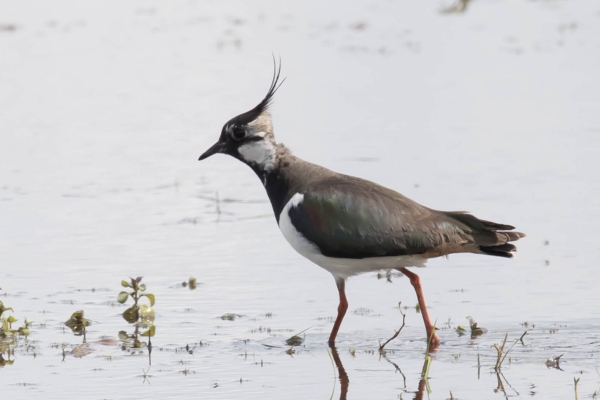 lapwing