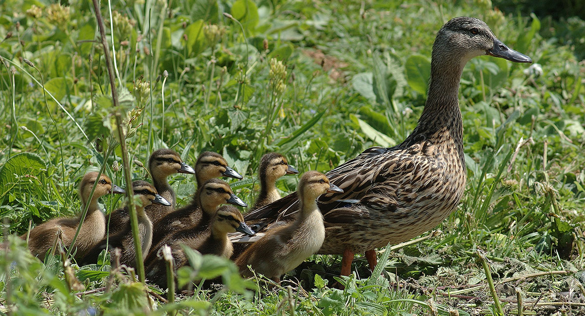 Mallard and chicks