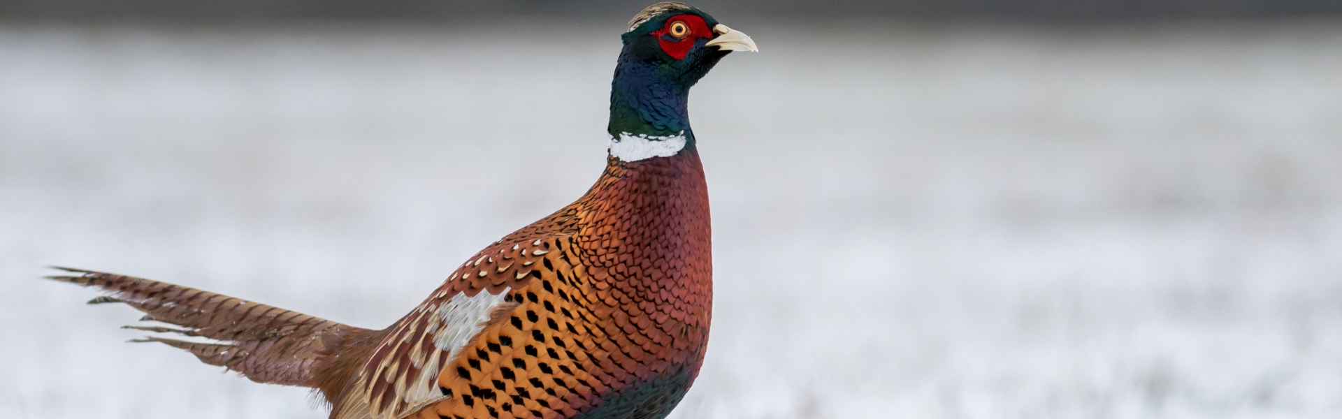 A male pheasant in frost