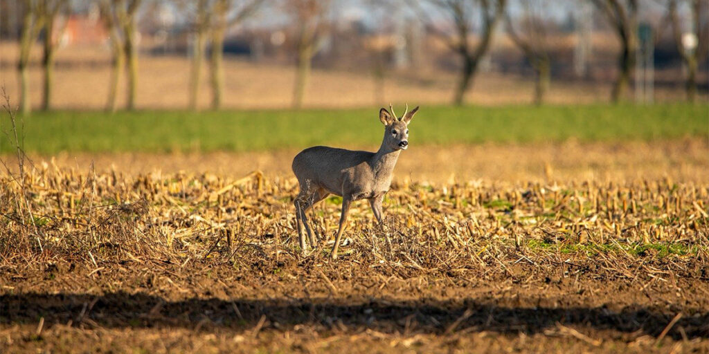 Roe deer