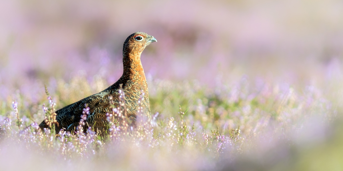 grouse in heather