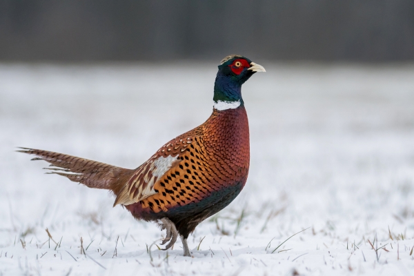 A male pheasant in frost