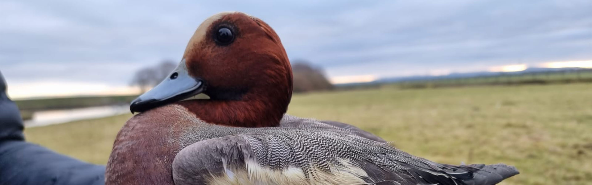 Wigeon