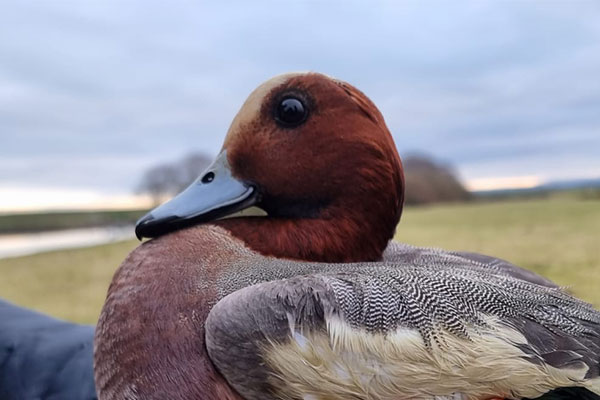 Wigeon