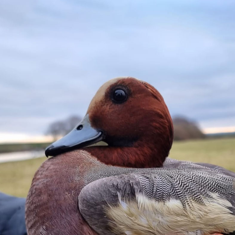 Wigeon