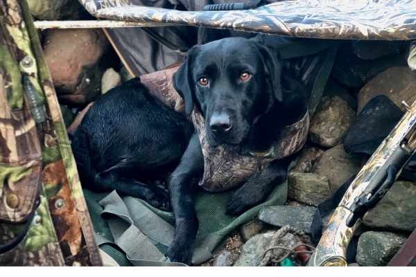 wildfowling dog