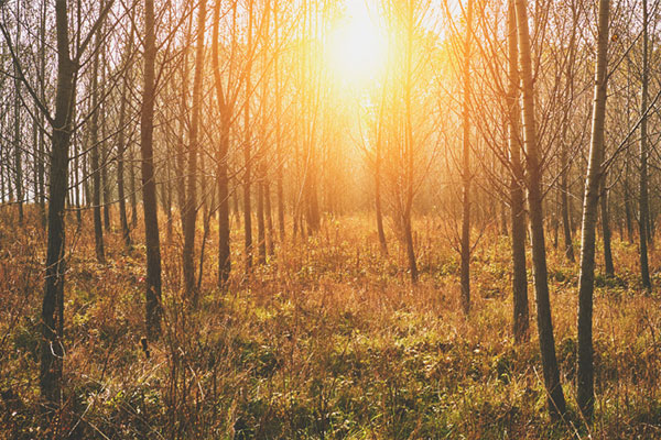 Woodlands