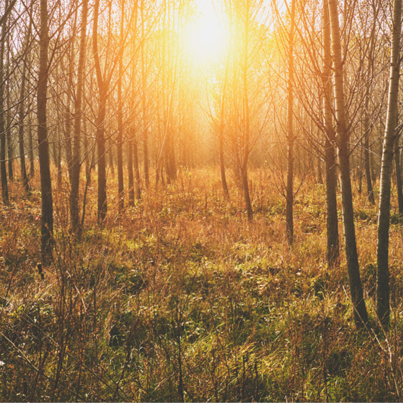 Woodlands