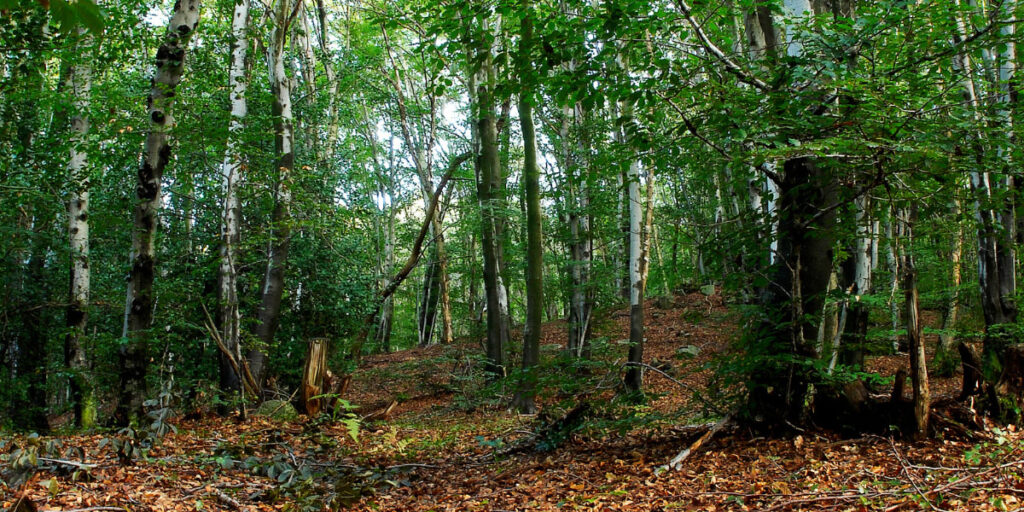 Woodland