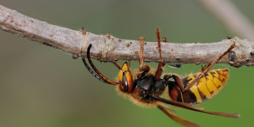 European hornet