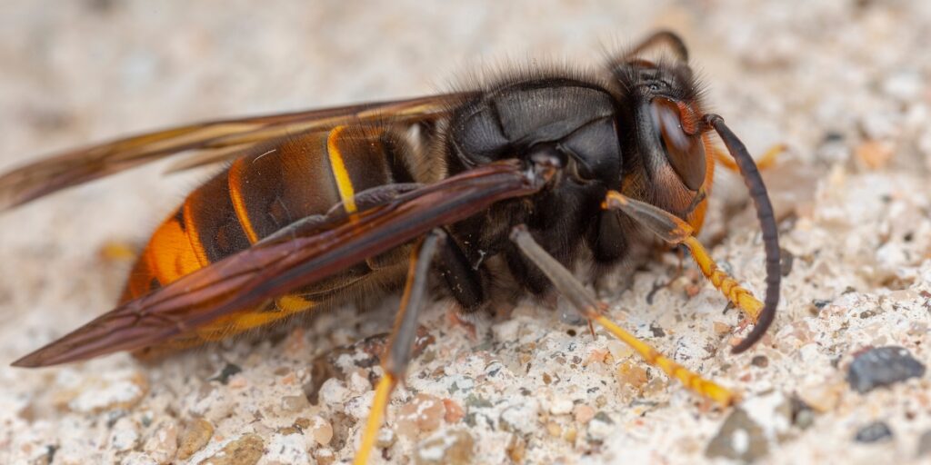 Asian hornet