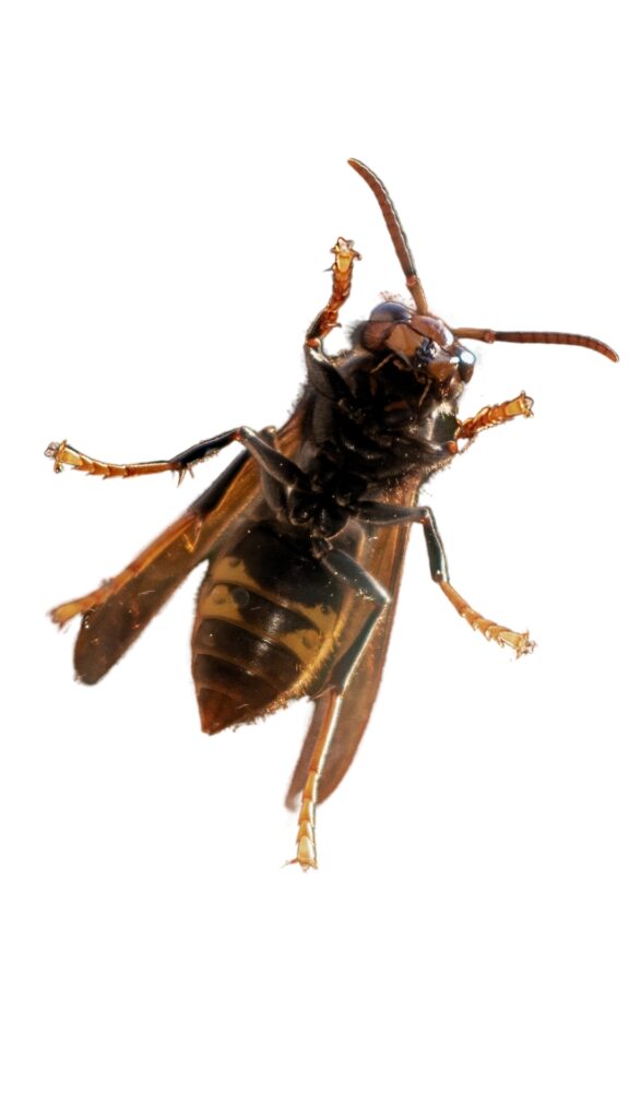 Asian hornet