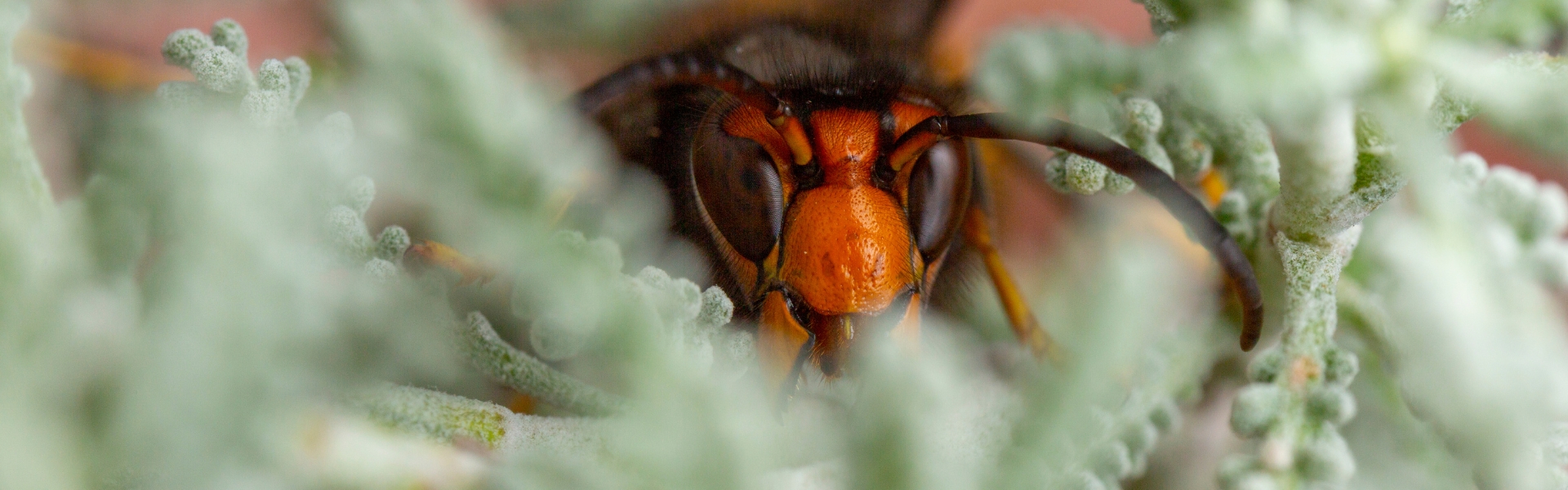 Asian hornet