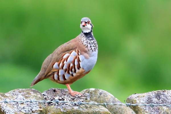 Partridge