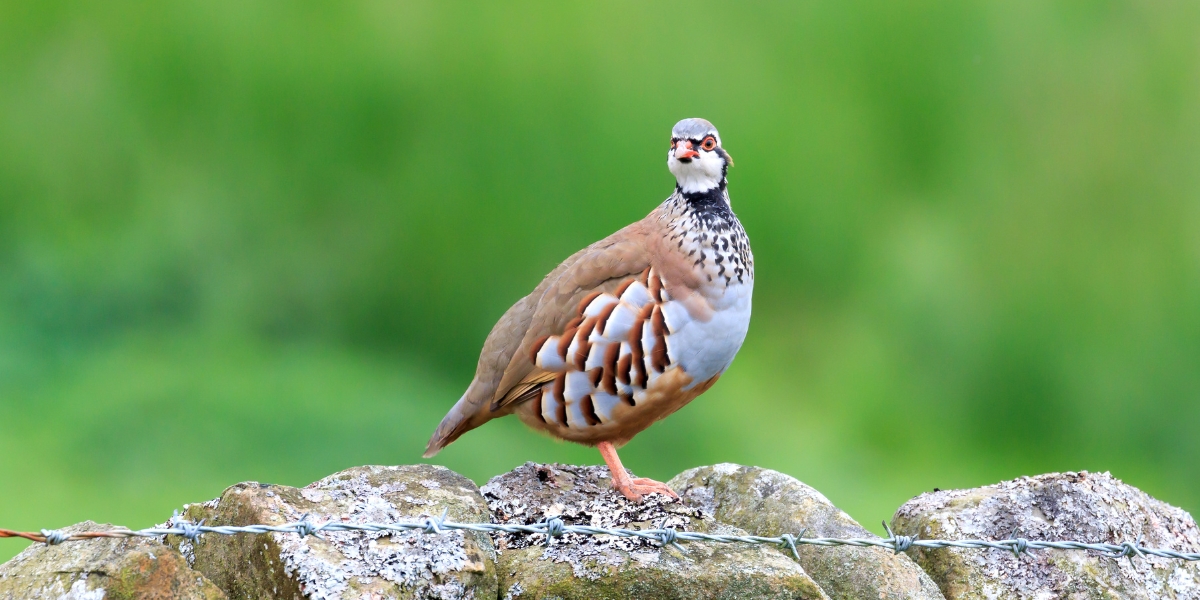 Partridge