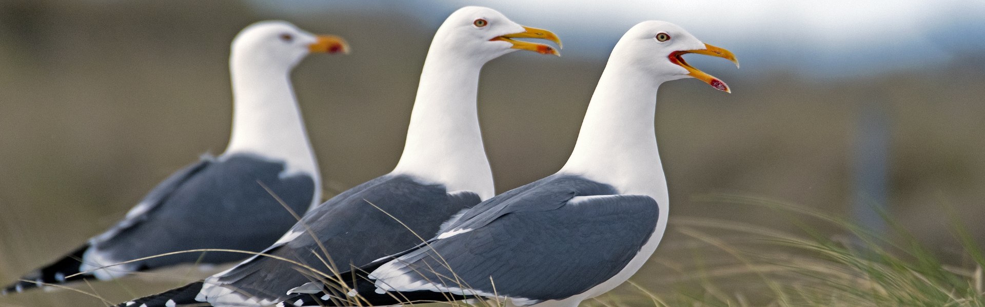 Herring gull