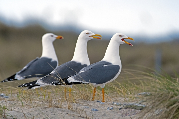 Herring gull