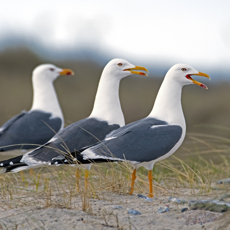 Herring gull
