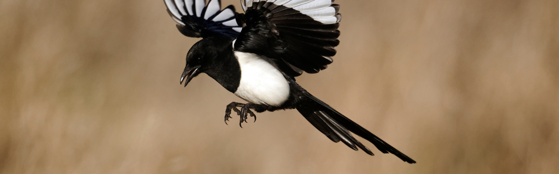 Magpie