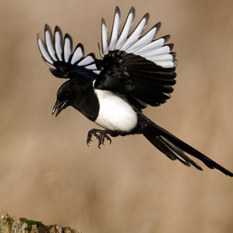 Magpie