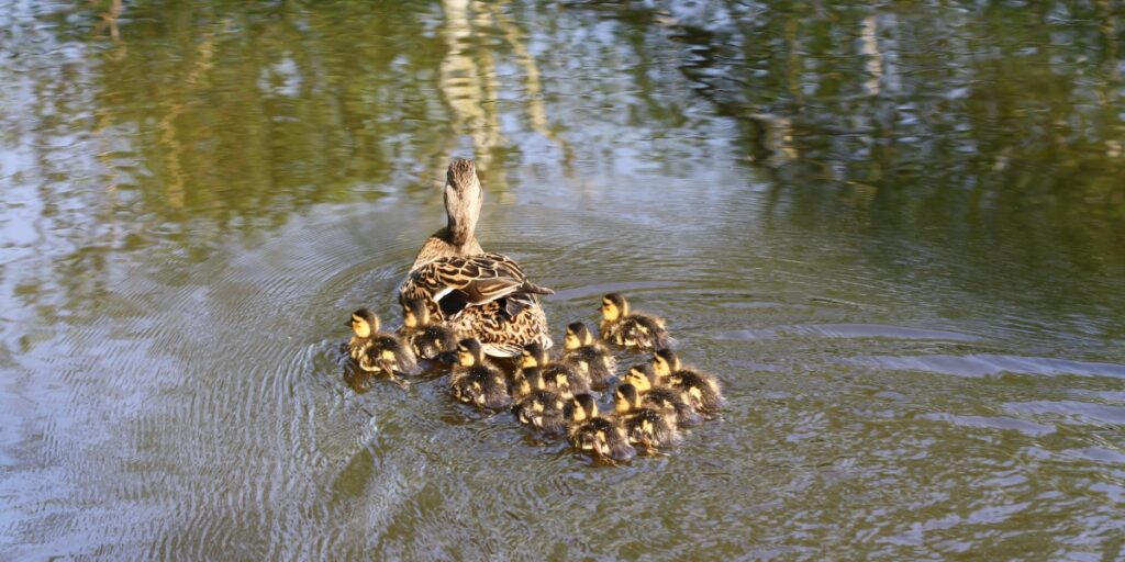 Mallard with ducklings